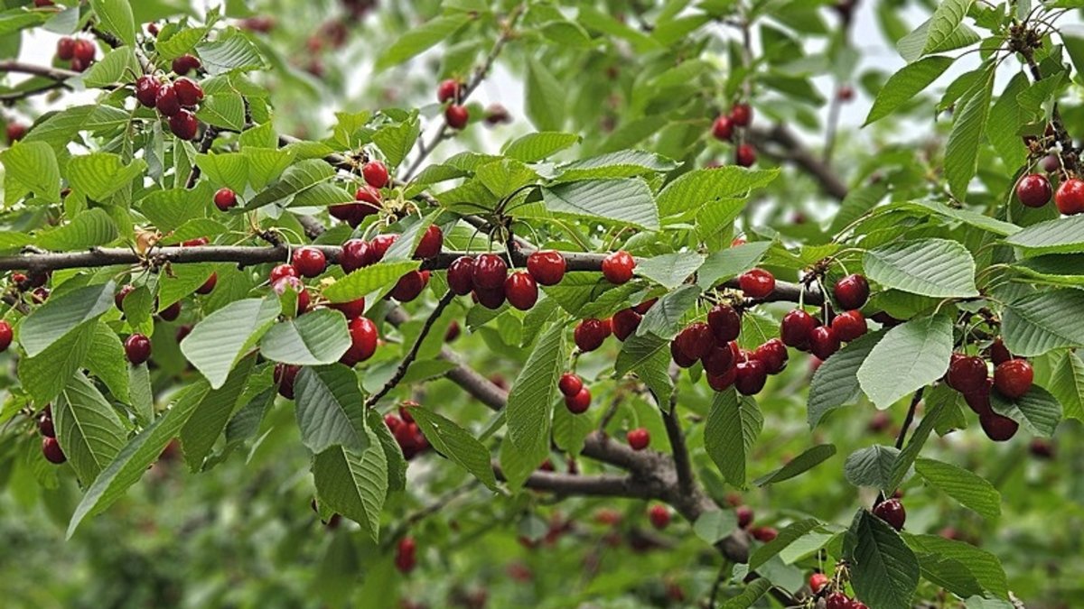 Türkiye'nin kiraz üretimi ve ihracatı başladı