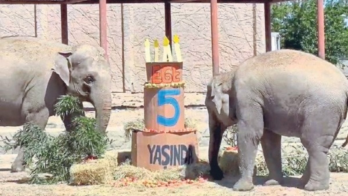 Ege 5 yaşına girdi