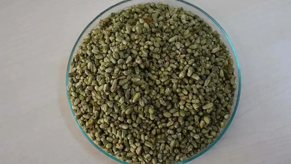 İzmir Kekiğinin Faydaları