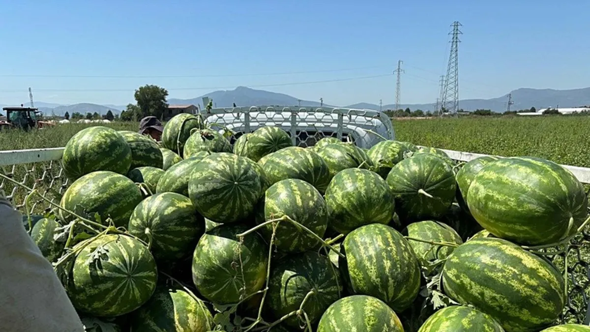 İzmir'de karpuz hasadı başladı