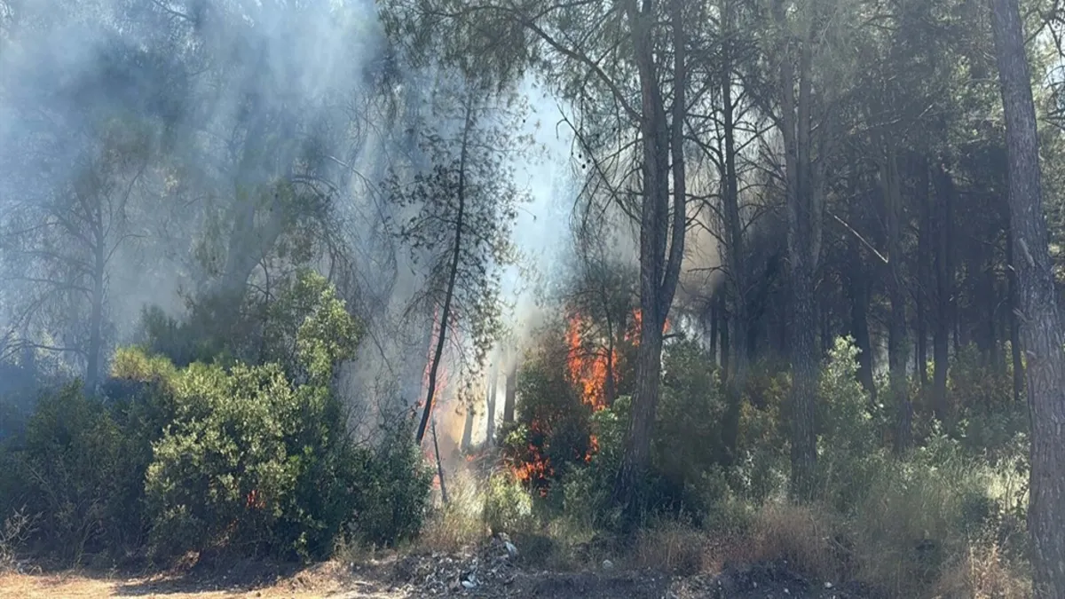 İzmir'de orman yangınlarına sebep olanlar gözaltına alındı