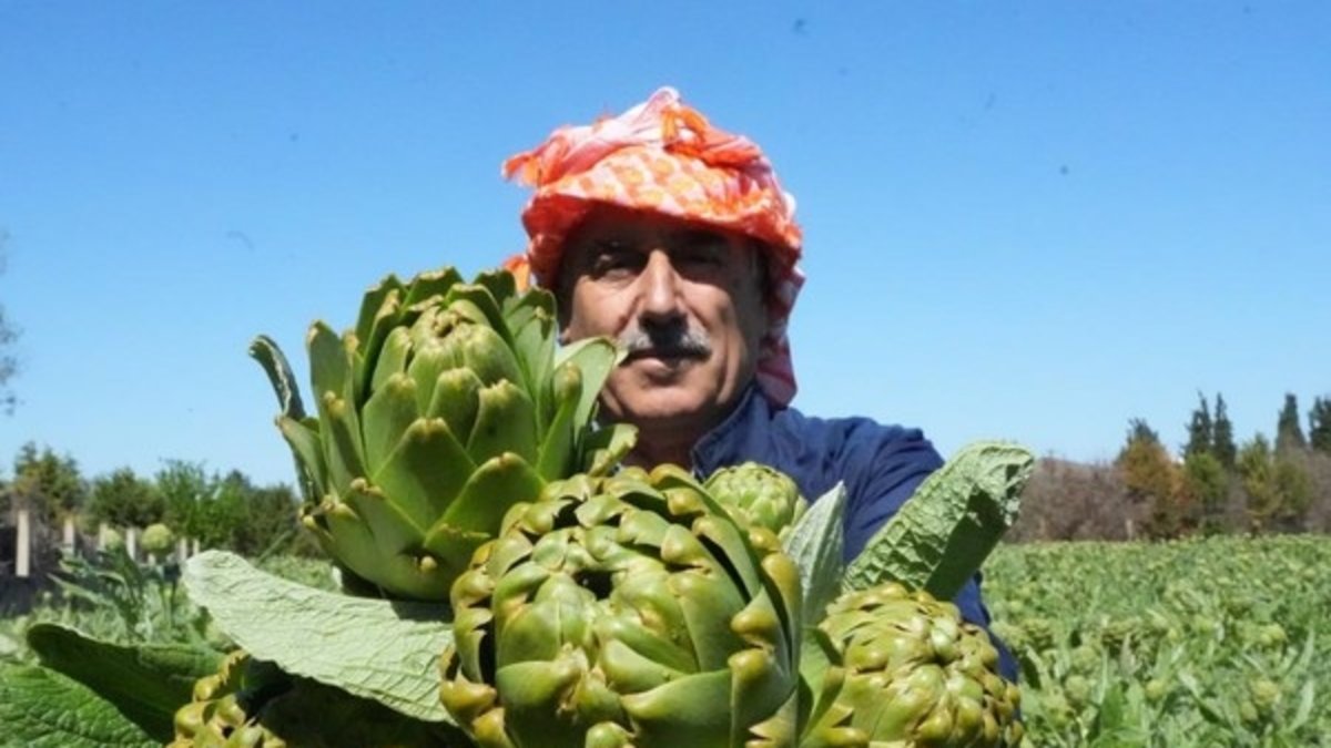 İzmir'de yetişen şifa veren bitkiler