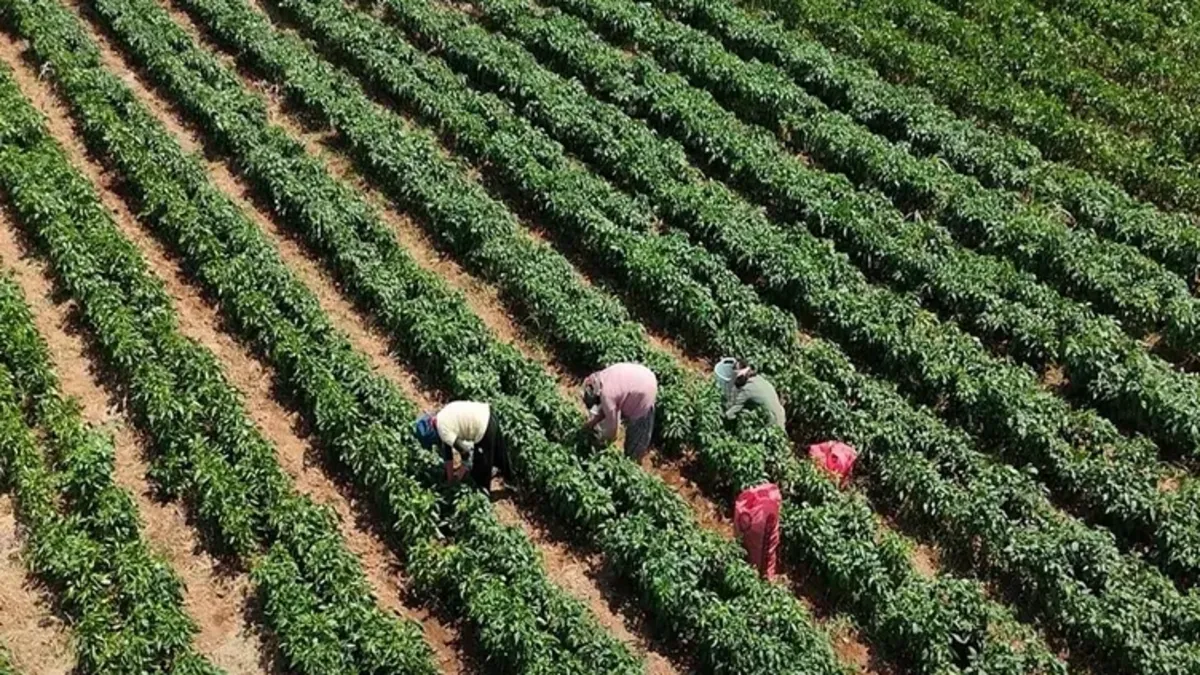 Torbalı'da Arslanlar biberi hasadı başladı