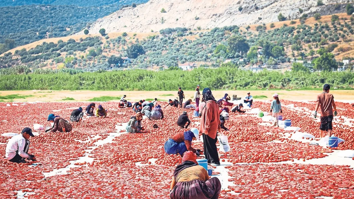 Torbalı'da kuru domates üretimi devam ediyor