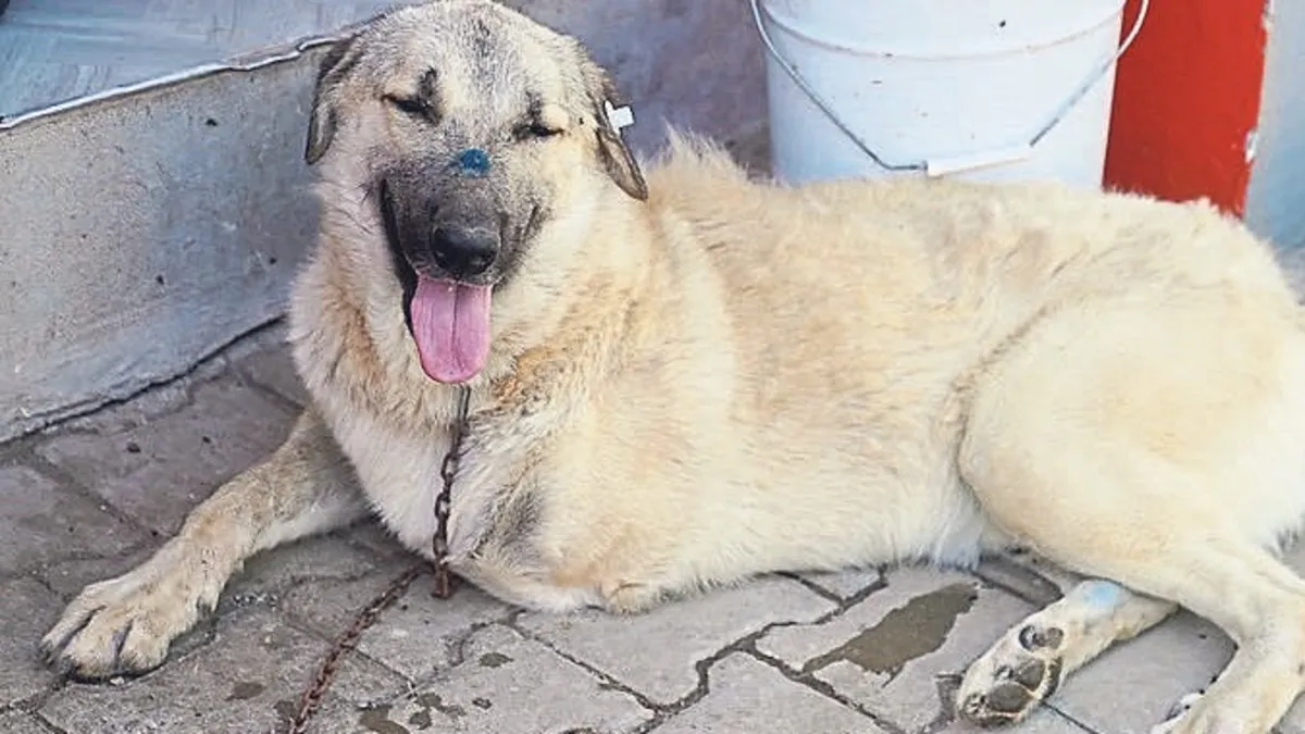 Yaman'a yeni yuva bulundu